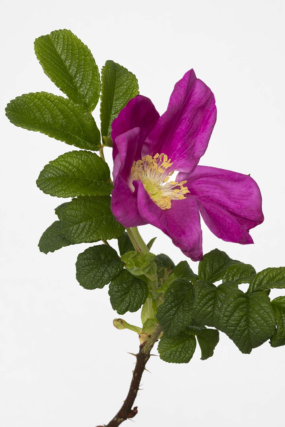 Rosier sauvage, Les Roses Pierre-Joseph Redout&eacute;edout&eacute;